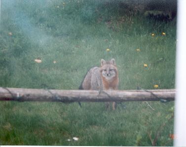 Gray Fox Family