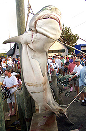 Huge Boston Tiger Shark