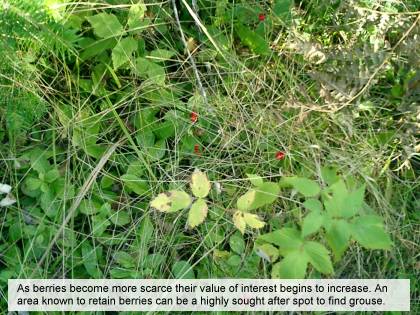 Wild berries grouse food in the fall