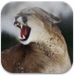 Mountain Lion Snarling