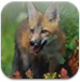 Red fox in field
