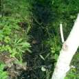 Successful Deer Trails Sometimes you need to go to a dark dreary place that kind of plays with your senses and chills your skin enough to make you shiver. It’s that type of...
