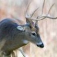 Life Or Death Battle With A Buck In 1978, quail season in Georgia opened the Saturday before the opening of deer season and John Walton, a hunting buddy, Mark Greenberg, a church friend and also a hunting...