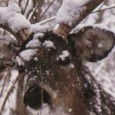 First Snow Deer Hunting I always look forward to the first good snowfall of the deer season. Snow on the ground not only makes the deer easy to see against the white background it...