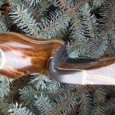 Border Hawk Longbow Review For those not familiar with Border Archery, these fine bows come from Scotland, with a long history in Bow making. Border Archery has been making quality bows in Scotland since...