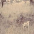 Walking Wounded The following are really two stories, one about a terrific Gambel quail hunt and the other about an avoidable accident. The events took place in January 1974 and were spread...
