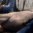 Jim Zumbo’s E-Z Cow Call Review When you have made a critical mistake in elk country and have really blown it, you find how unforgiving elk can be. Maybe intolerant is a better word, but nonetheless...