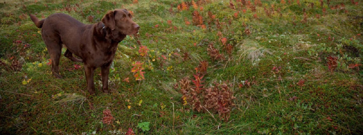 Dog Training, Care, And Hunting