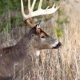 Whitetail Deer Hunting Articles Deer hunting has long been the most popular hunting sport for years due to it’s wide range of appeal to people of all ages and it’s availability to many of...