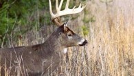 Deer hunting has long been the most popular hunting sport for years due to it’s wide range of appeal to people of all ages and it’s availability to many of...