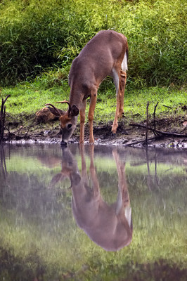 whitetail buck deer drinking water