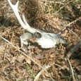 Habitat And Wildlife Report April 18 brought 36 degrees under clear blue skies. A hint of spring revealed itself in the form of two wood ticks hanging from the lazy cat soaking in the...
