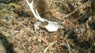 April 18 brought 36 degrees under clear blue skies. A hint of spring revealed itself in the form of two wood ticks hanging from the lazy cat soaking in the...