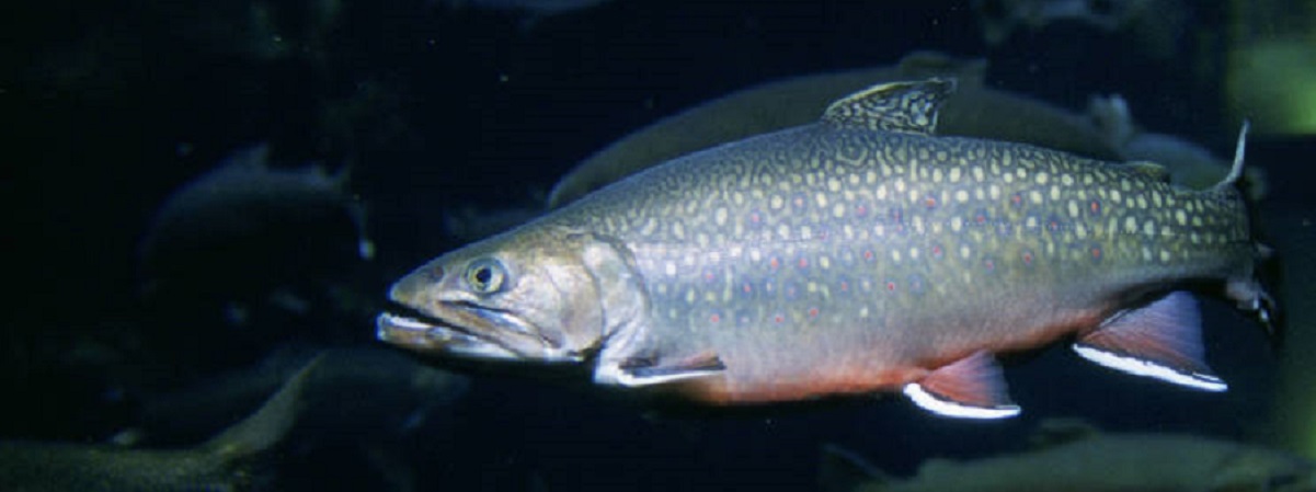 Small Streams For Big Brookies