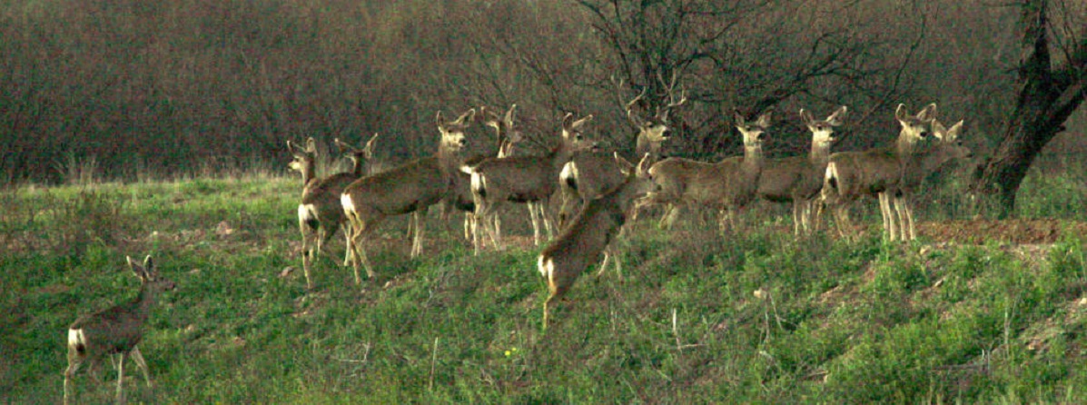 aging whitetail deer